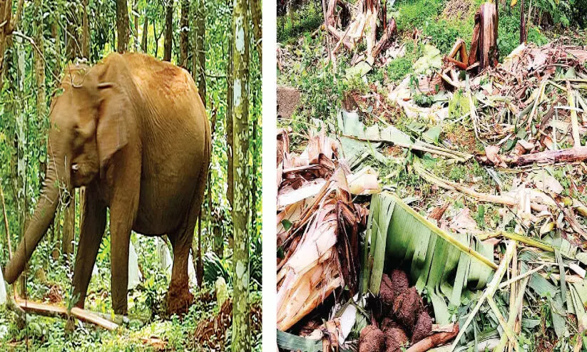 കാട് കയറാതെ കാട്ടാനകള്‍ ഭീതിയൊഴിയാതെ നാട്ടുകാര്‍