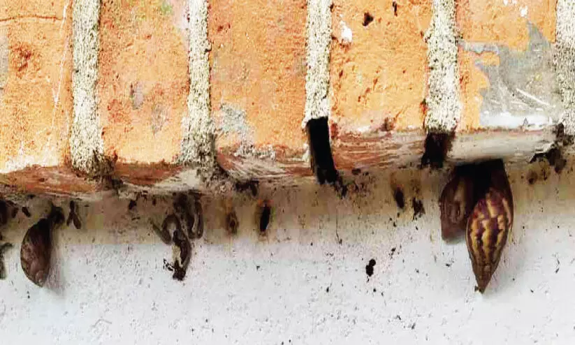 എവിടെ തിരിഞ്ഞാലും ഒച്ചുകൾ; സഹികെട്ട് നെല്ലായിക്കാർ എവിടെ തിരിഞ്ഞാലും ഒച്ചുകൾ; സഹികെട്ട് നെല്ലായിക്കാർ