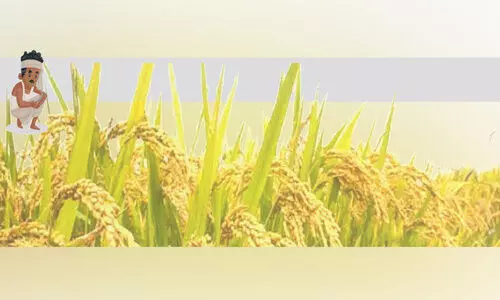 നഷ്ടം സഹിച്ച്​ മടുത്തു; കുട്ടനാട്ടിൽ രണ്ടാംകൃഷി പകുതിയായി കുറഞ്ഞു