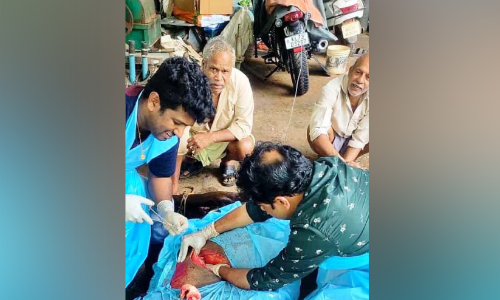 ഗർഭിണിയായ പശുവിന് ശസ്ത്രക്രിയയിലൂടെ പുതുജീവൻ