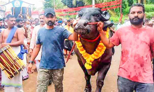 ഇന്ത്യയിലെ ഏറ്റവും വലിയ പോത്ത് കമാൻഡോ കാണക്കാരിയിലെത്തി