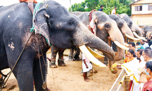 തൃ​പ്ര​യാ​ർ ശ്രീരാമ ക്ഷേത്രത്തിൽ ആനയൂട്ട് ഭക്തിനിർഭരം