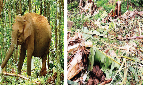 കാട് കയറാതെ കാട്ടാനകള്‍ ഭീതിയൊഴിയാതെ നാട്ടുകാര്‍
