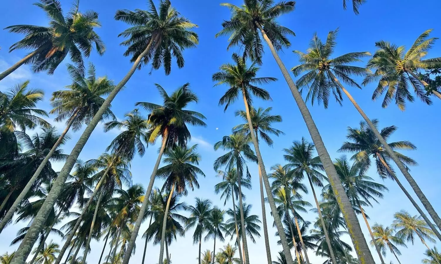 കഴിഞ്ഞ തവണ കേരളം കൃഷിയിറക്കിയത്​​ 25.68 ലക്ഷം ഹെക്ടർ സ്ഥലത്ത്