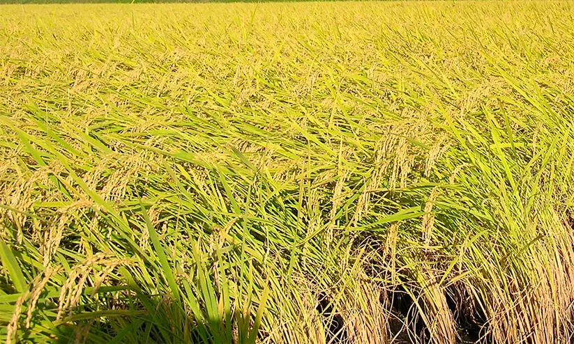 മഴ കുറയുന്നു, വെയിൽ തെളിയുന്നു; നെൽപാടങ്ങളിൽ ഓല കരിച്ചിൽ പടരാൻ സാധ്യത