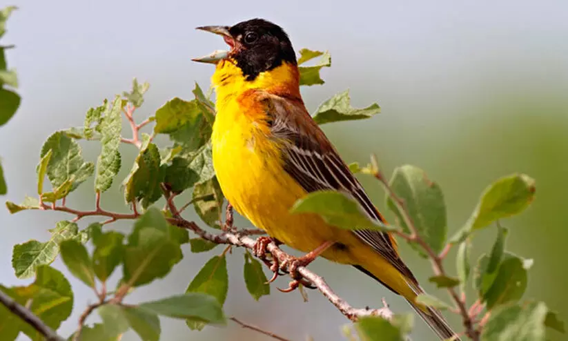 സംസ്ഥാനത്ത് പക്ഷി സർവേ നടത്തുന്നു