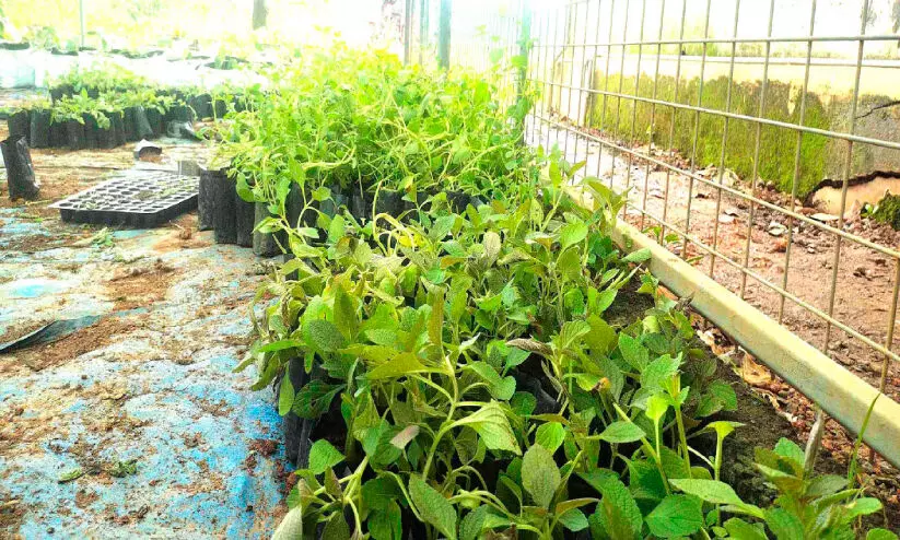 മുളവൂർ കൂര്ക്കയുടെ പ്രതാപം വീണ്ടെടുക്കാൻ കൃഷി വകുപ്പ് മുളവൂർ കൂര്ക്കയുടെ പ്രതാപം വീണ്ടെടുക്കാൻ കൃഷി വകുപ്പ്