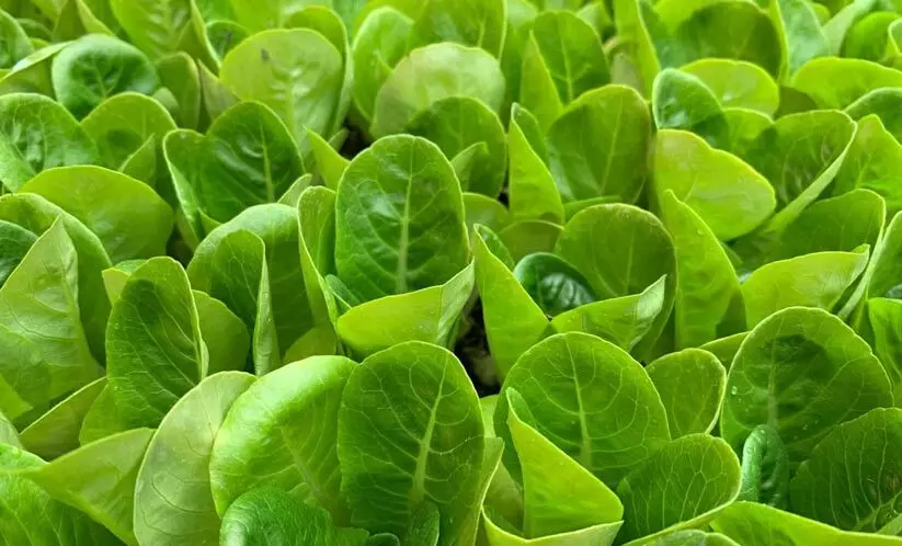 ബു​സ്താ​നി​ക; പ​ച്ച​പ്പ്​ വി​രി​യു​ന്ന പു​തു​സ​​ങ്കേ​തം