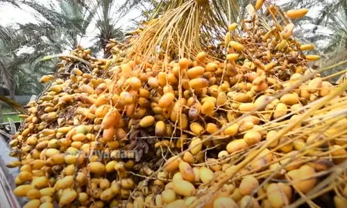 dates harvesting