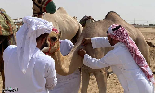 ക്രൗൺപ്രിൻസ്മേള: ഒട്ടകങ്ങൾക്ക് ചിപ്പുകൾ