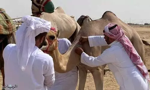 ക്രൗൺപ്രിൻസ്മേള: ഒട്ടകങ്ങൾക്ക് ചിപ്പുകൾ