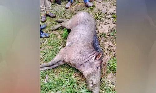 പൊട്ടക്കിണറ്റിൽ വീണ കാട്ടുപന്നിയെ വെടിവെച്ച് കൊന്നു