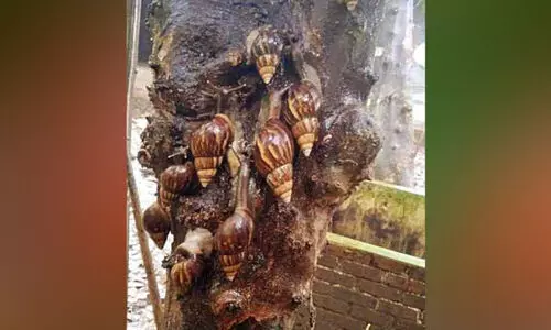 നാടെങ്ങും ഒച്ചുകൾ; ശാശ്വത പരിഹാരം അകലെ