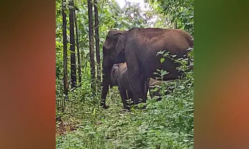 കാട്ടാനക്കൂട്ടം ഉള്‍വനത്തിലേക്ക് മടങ്ങാത്തത് കുട്ടിയാനകളെ കടുവയിൽനിന്ന് രക്ഷിക്കാൻ