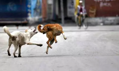 തെരുവുനായ് കടിച്ച പശു ചത്തു; ജനം ആശങ്കയിൽ തെരുവുനായ് കടിച്ച പശു ചത്തു; ജനം ആശങ്കയിൽ