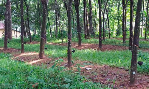 റബര്‍മേഖലയിൽ പ്രതിസന്ധി; റോളറുകൾ കൈയൊഴിഞ്ഞ്  കർഷകർ