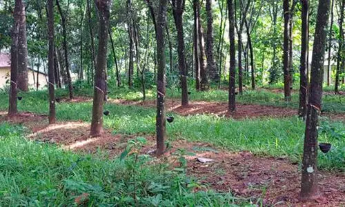 റബര്‍മേഖലയിൽ പ്രതിസന്ധി; റോളറുകൾ കൈയൊഴിഞ്ഞ്  കർഷകർ