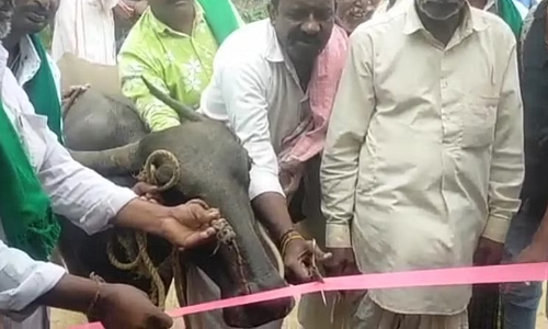 Chief guest buffalo inaugurates a bus shelter in Karnataka