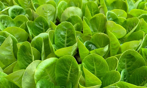 ബു​സ്താ​നി​ക; പ​ച്ച​പ്പ്​ വി​രി​യു​ന്ന പു​തു​സ​​ങ്കേ​തം