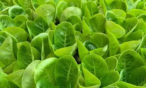 ബു​സ്താ​നി​ക; പ​ച്ച​പ്പ്​ വി​രി​യു​ന്ന പു​തു​സ​​ങ്കേ​തം