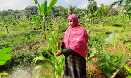 സുറുജയുടെ കൃഷിയിടത്തില്‍ മരച്ചീനി മുതല്‍ മണിച്ചോളം വരെ