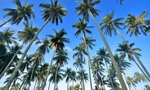 കഴിഞ്ഞ തവണ കേരളം കൃഷിയിറക്കിയത്​​ 25.68 ലക്ഷം ഹെക്ടർ സ്ഥലത്ത്