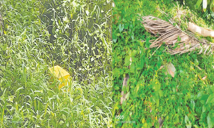 ബാണാസുര സാഗർ ജലസേചന കനാൽ; എന്നുതീരും ഈ സർവേ...? ബാണാസുര സാഗർ ജലസേചന കനാൽ; എന്നുതീരും ഈ സർവേ...?