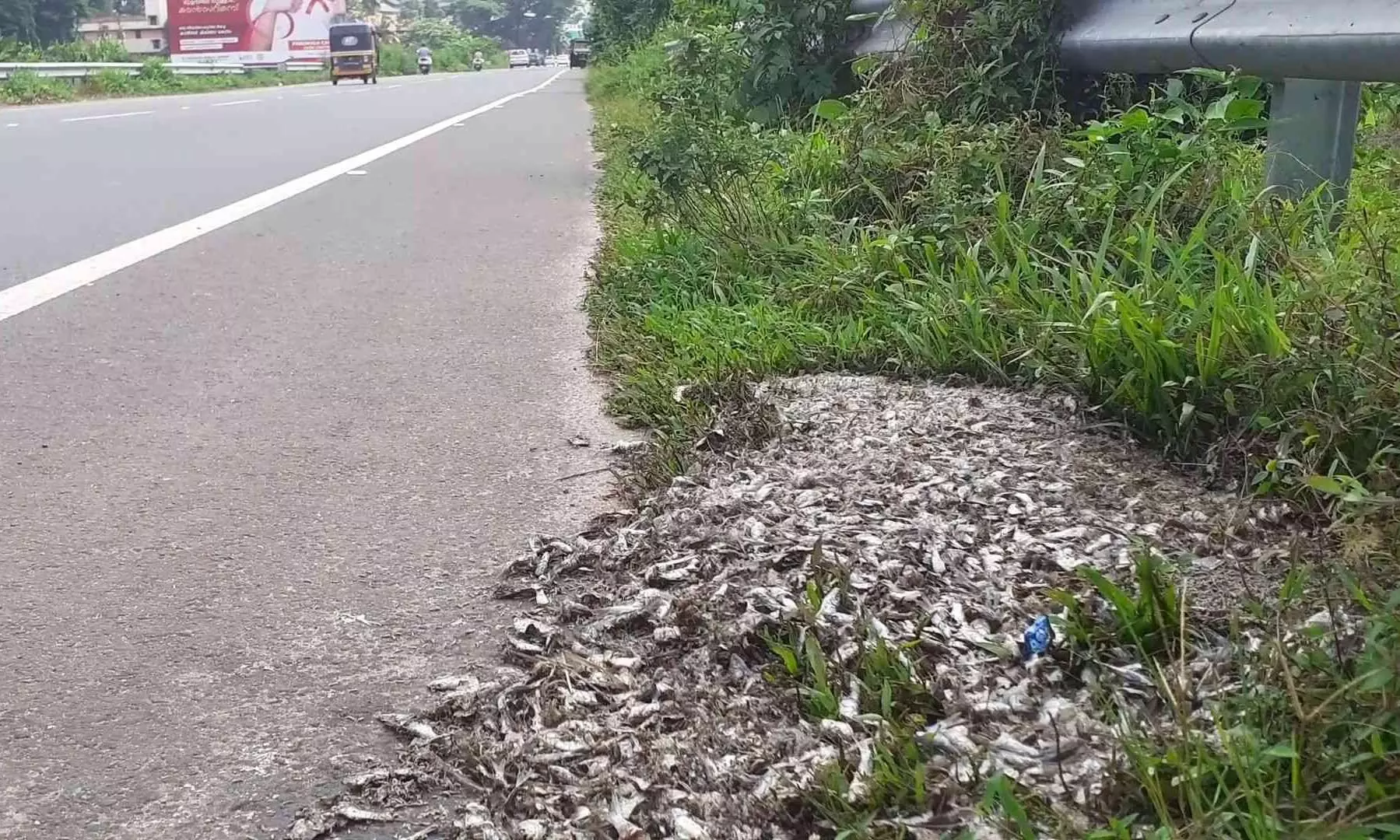 പാതയോരത്ത് പഴകിയ മത്സ്യം തള്ളി; കനത്ത ദുർഗന്ധം