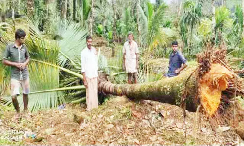 കണ്ടിവാതുക്കൽ കാട്ടാനകൾ കൃഷി നശിപ്പിച്ചു