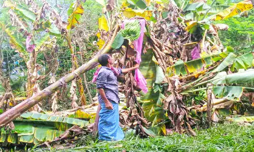 വാഴകൃഷി നശിക്കുന്നു; കർഷകർ ദുരിതത്തിൽ