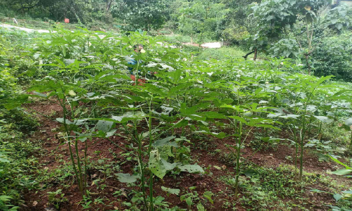 ബക്കറ്റ് പിരിവിന് വിട; കൃഷിയിലൂടെ പണം കണ്ടെത്തി പുന്നശ്ശേരിയിലെ സാംസ്കാരിക പ്രവർത്തകർ