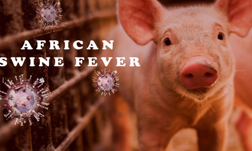 ആഫ്രിക്കൻ പന്നിപ്പനി; സാവകാശമില്ല, ദയാവധവുമായി മുന്നോട്ട്