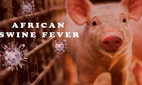 ആഫ്രിക്കൻ പന്നിപ്പനി; സാവകാശമില്ല, ദയാവധവുമായി മുന്നോട്ട്