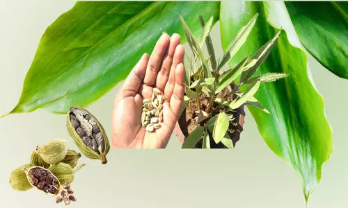 ഏലം വാടുന്ന കാലം ഏലം വാടുന്ന കാലം