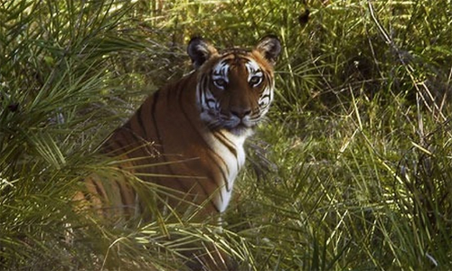 സി.സി.ടി.വിയിൽ കണ്ടത് പുലിയെന്ന് സംശയം; കാട്ടുപൂച്ചയെന്ന് വനംവകുപ്പ് ഉദ്യോഗസ്ഥർ