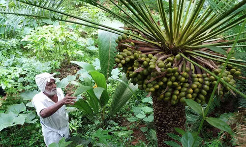 പഴമയുടെ പ്രൗഢിയിൽ മമ്മദ് ഹാജിയുടെ ഈന്തിൻ തോട്ടം