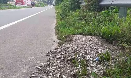 പാതയോരത്ത് പഴകിയ മത്സ്യം തള്ളി; കനത്ത ദുർഗന്ധം