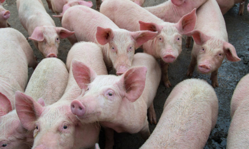 വയനാട്ടിൽ വീണ്ടും പന്നിപ്പനി സ്ഥിരീകരിച്ചു