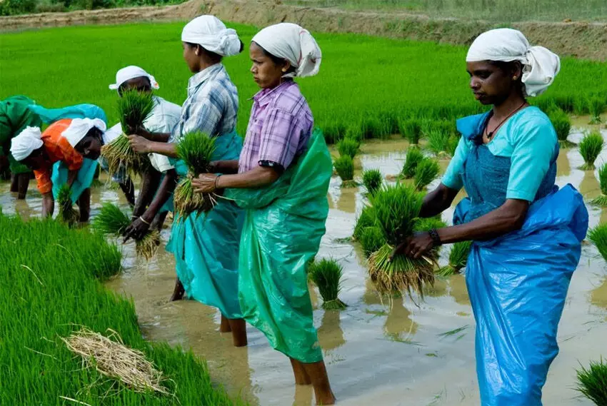 വയനാട്ടിൽ നെൽകൃഷി വികസനത്തിന് 2.82 കോടി വയനാട്ടിൽ നെൽകൃഷി വികസനത്തിന് 2.82 കോടി