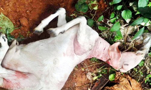 തെരുവുനായ്ക്കൾ ആടുകളെ കടിച്ചുകൊന്നു