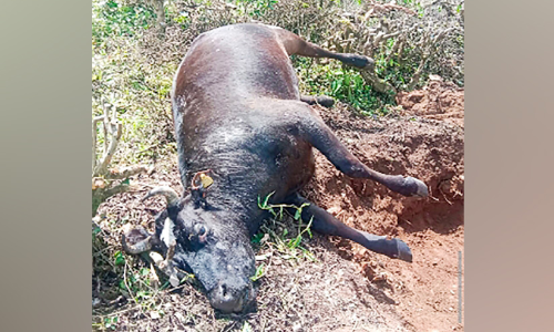 ലാക്കാട് എസ്​റ്റേറ്റിൽ പുലി വീണ്ടും പശുക്കളെ കൊന്നു