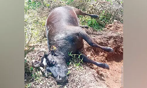 ലാക്കാട് എസ്​റ്റേറ്റിൽ പുലി വീണ്ടും പശുക്കളെ കൊന്നു