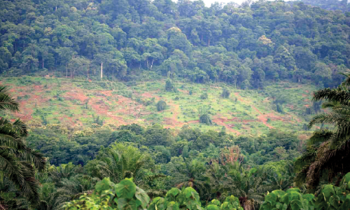 വാ​ഴ​ച്ചാ​ലി​ലെ മ​രം​മു​റി; പ്ര​തി​ഷേ​ധ​വു​മാ​യി  പ​രി​സ്ഥി​തി പ്ര​വ​ർ​ത്ത​ക​ർ