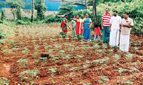 സ്വന്തമായി പൂക്കളമൊരുക്കാൻ ചെണ്ടുമല്ലി കൃഷിയുമായി വനിതകൾ