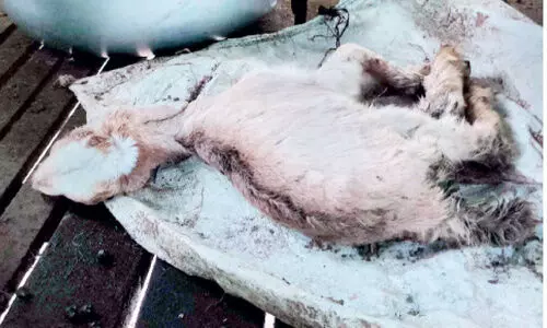 വഴിക്കടവിൽ ആടുകൾ കൂട്ടത്തോടെ ചാവുന്നു