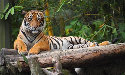 വേട്ടയാടൽ വർധിക്കുന്നു, കാട് ചുരുങ്ങുന്നു, മലയൻ കടുവകൾ നാട് നീങ്ങുമോ?