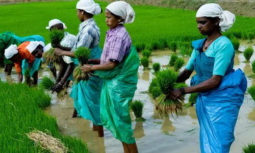 വയനാട്ടിൽ നെൽകൃഷി വികസനത്തിന് 2.82 കോടി