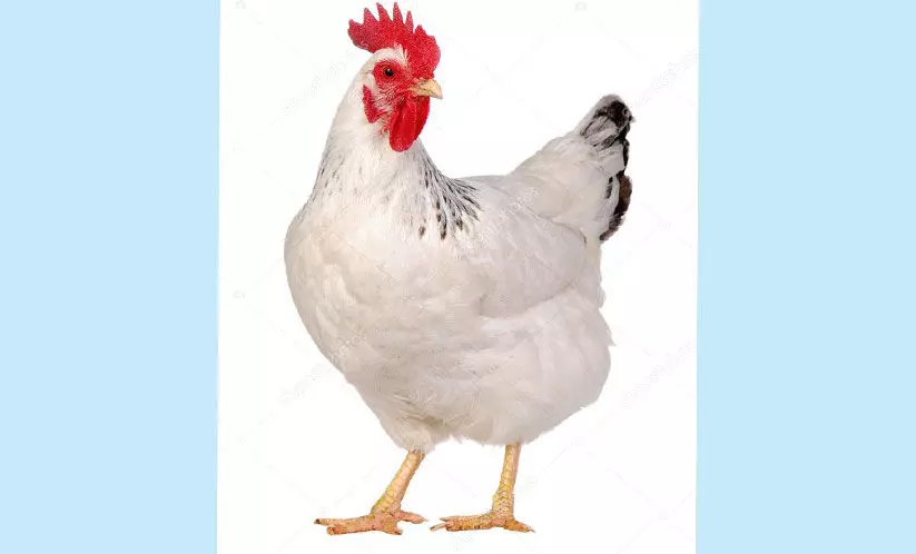 ഇറച്ചിക്കോഴി ഉൽപാദനം കൂട്ടും