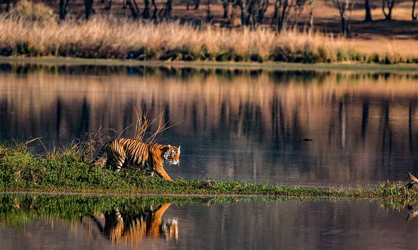വ​ന്യ​ജീ​വി ആ​ക്ര​മ​ണം;അ​ധി​ക​മു​ള്ള​വ​യെ കൊ​ന്നൊ​ടു​ക്ക​ണ​മെ​ന്ന് കിസാൻ സഭ