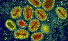 ചെള്ളുപനി: നടപടിയുമായി ആരോഗ്യ വകുപ്പ് ചെള്ളുപനി: നടപടിയുമായി ആരോഗ്യ വകുപ്പ്